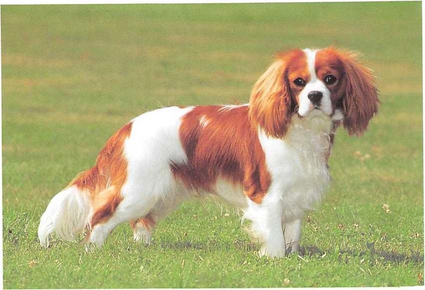 Cavalier King Charles Spaniel