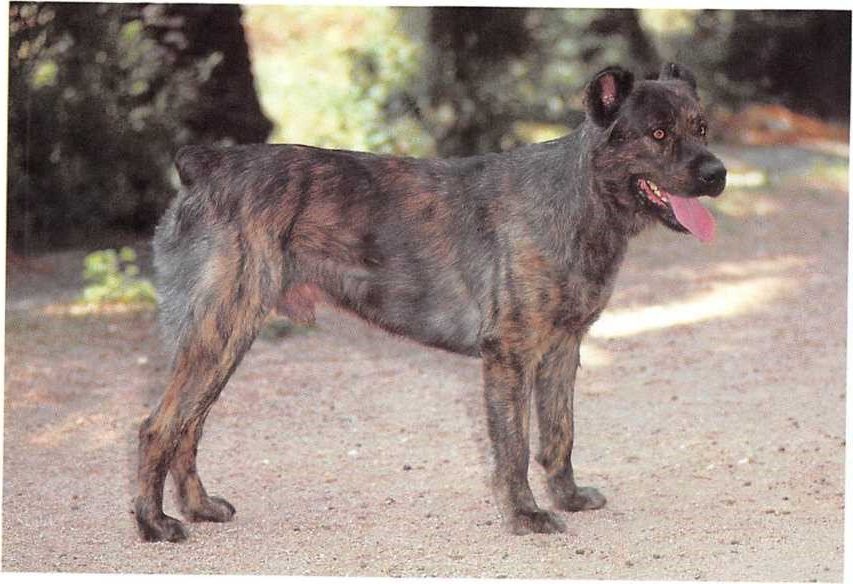 Cão Fila de São Miguel