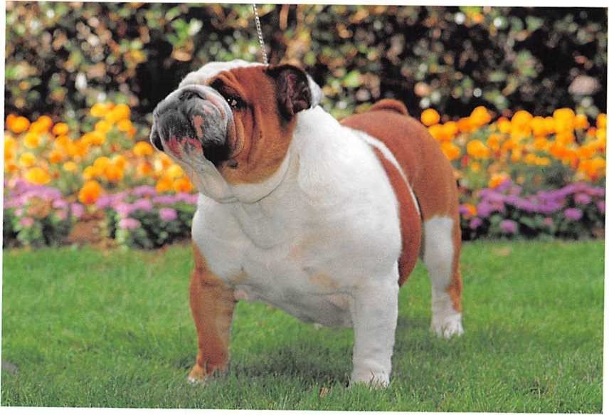 Englische Bulldogge