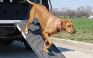 Rhodesien Ridgeback auf Hunderampe