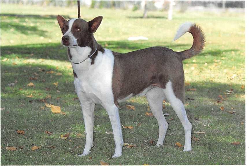 Kanaan-Hund