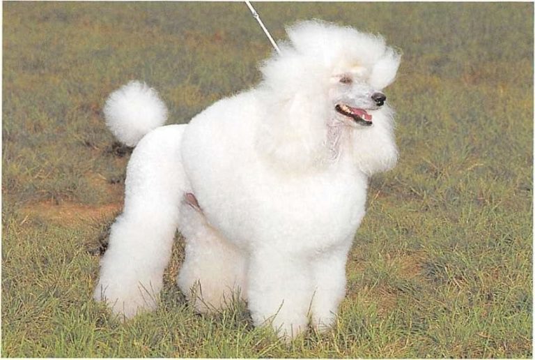 ᐅ Pudel - Rassebeschreibung mit Video › guter-Hund.de