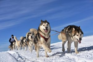 Schlittenhunde auf dem Trail