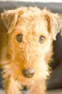 Airedale Terrier