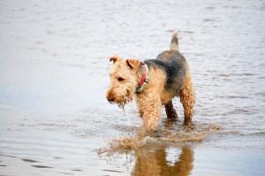 Airedale Terrier im Wasser