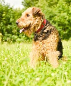 Airedale Terrier sitzend
