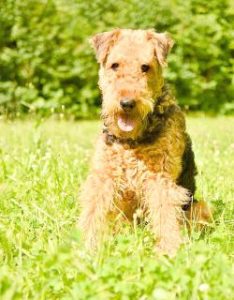 Airedale Terrier sitzend in Wiese