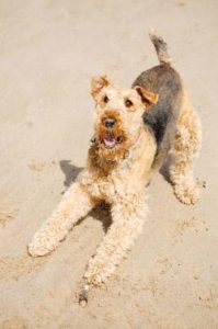Airedale Terrier will spielen