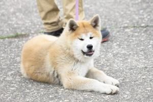 Akita Inu liegend