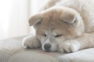 Akita Inu schlafend auf Bett