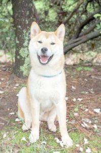 Akita Inu sitzend