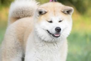 Akita Inu stehend