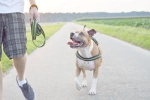 American Staffordshire Terrier beim joggen