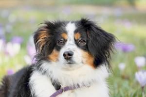 Australian Shepherd Welpe