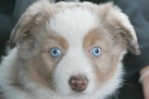 Australian Shepherd Welpe mit blauen Augen