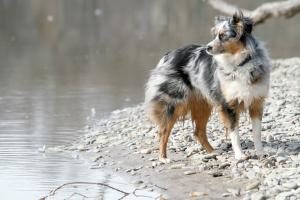 Australian Shepherd am Fluss