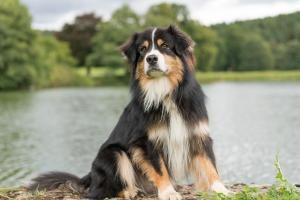 Australian Shepherd an einem See