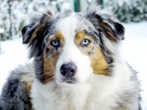 Australian Shepherd im Winter