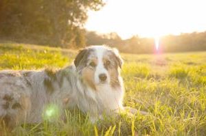 Australian Shepherd in der Sonne