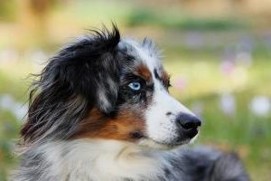 Australian Shepherd mit blauem Auge