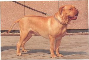 Bordeaux Dogge