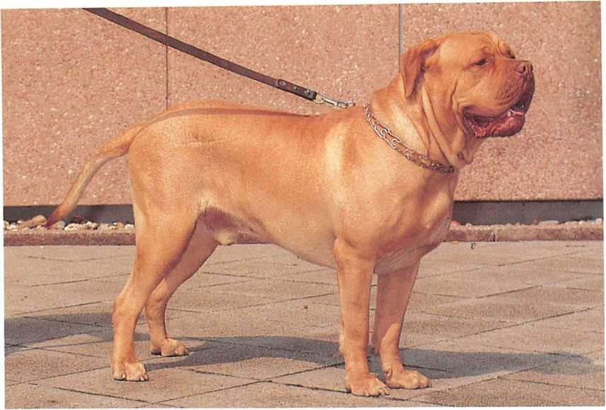 Bordeaux Dogge