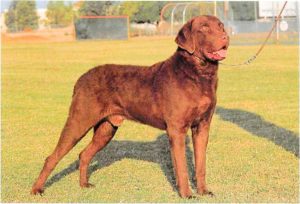 Chesapeake Bay Retriever-2