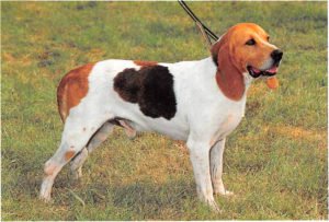 Chien d´Artois