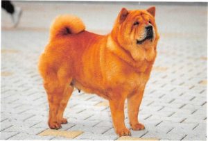 Chow Chow kurzhaarig