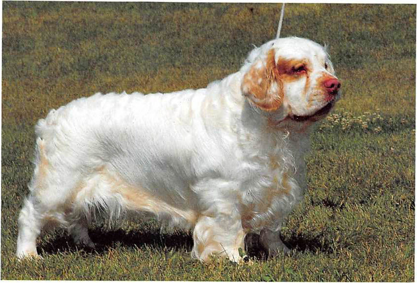 Clumber-Spaniel