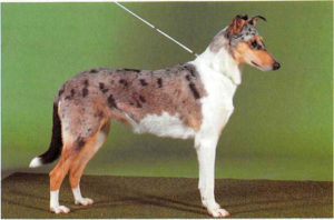 Collie kurzhaarig