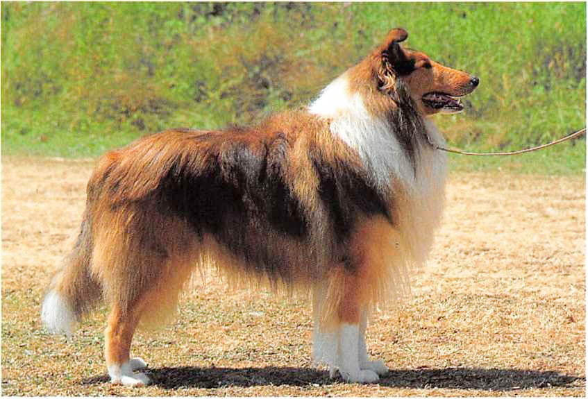 Collie langhaarig