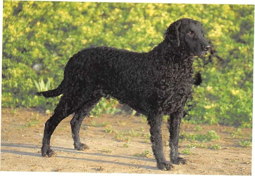 Curly Coated Retriever