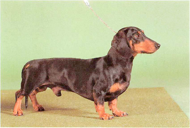 nierendiät hund selber kochen