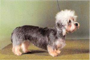 Dandie Dinmont Terrier