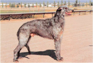 Deerhound