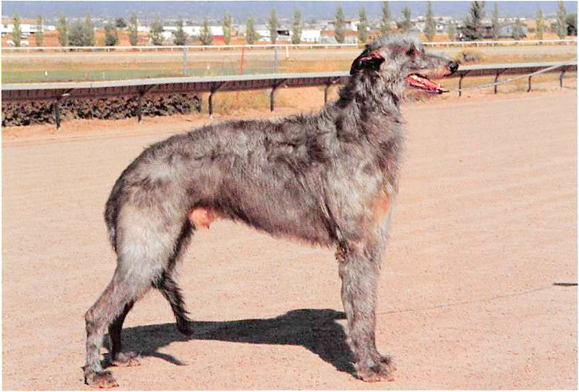 Deerhound