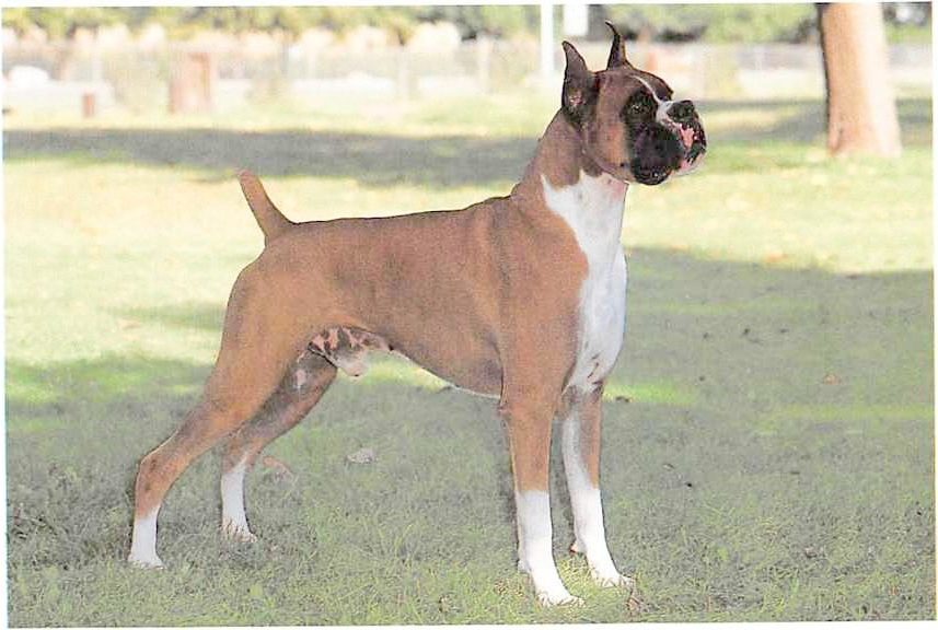 Deutscher Boxer