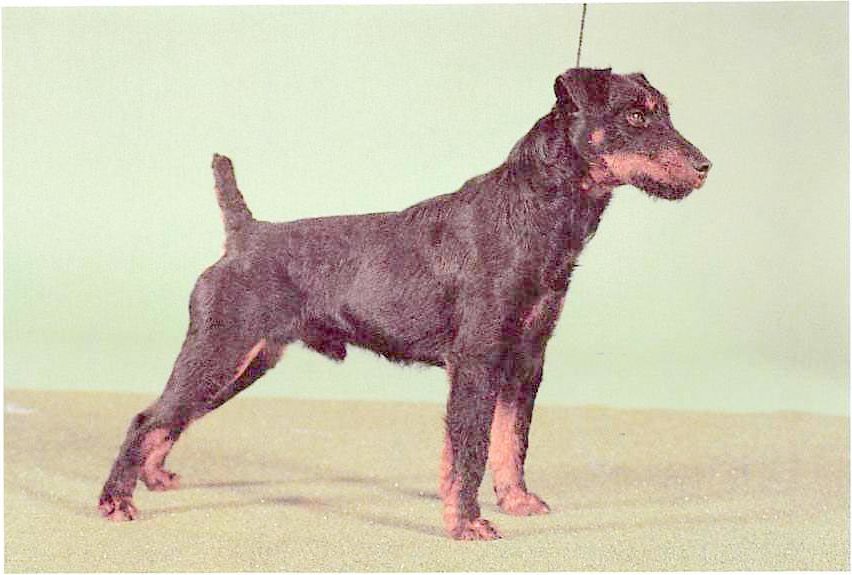 Deutscher Jagdterrier
