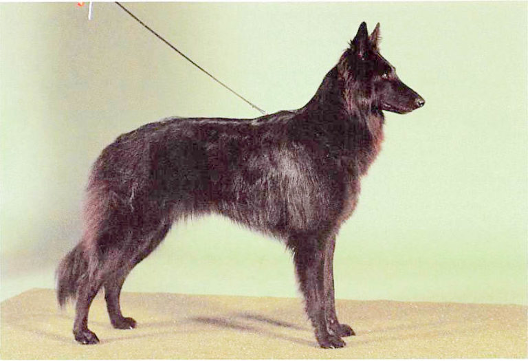 Groenendael › guterHund.de