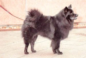 Grossspitz