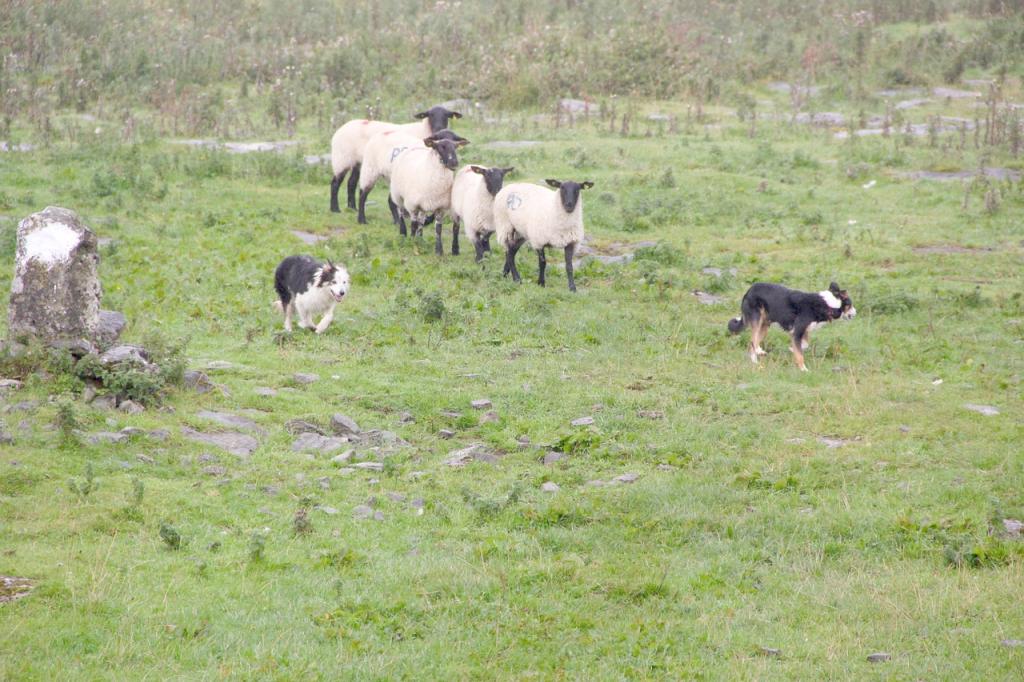 Hütehunde und Schafe