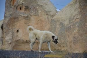 Kangal vor Felsen