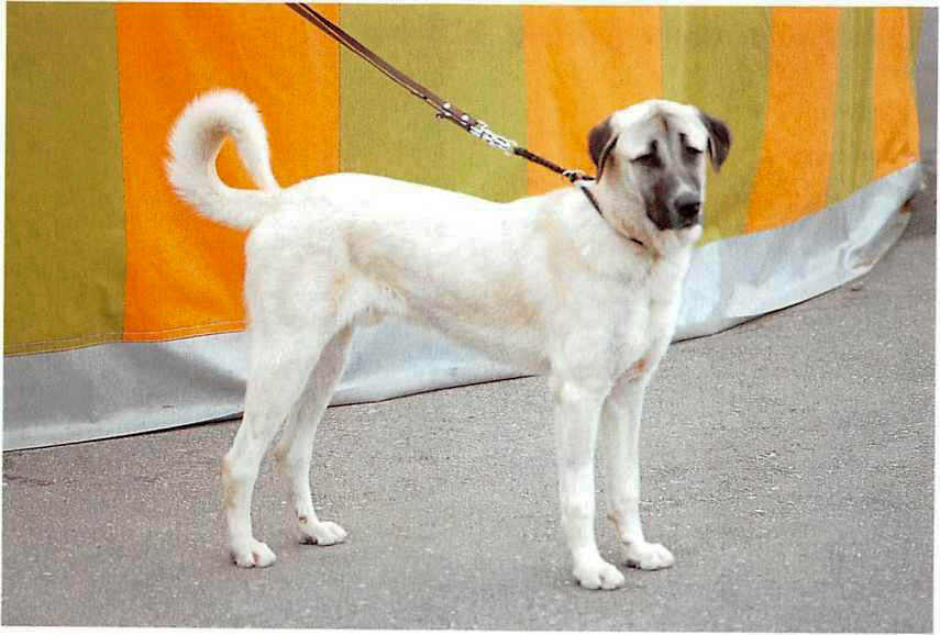 Kangal