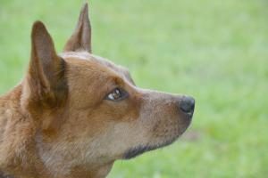 Kopf von Australian Cattle Dog