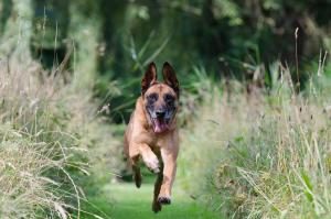 Malinois