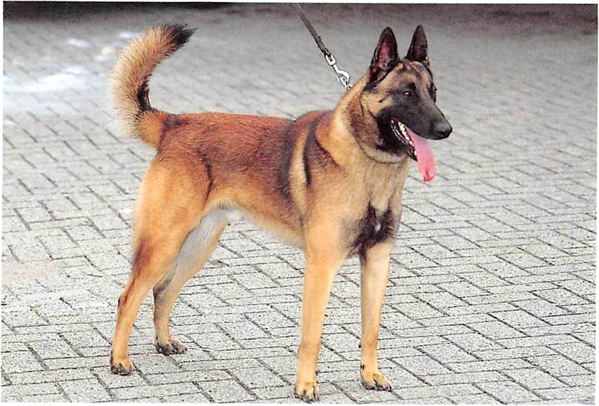 Malinois