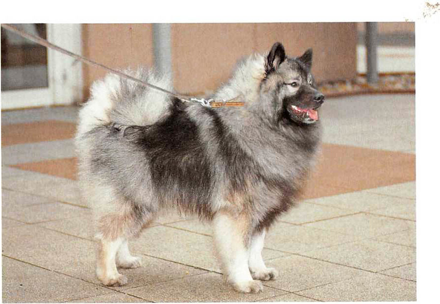 Wolfspitz