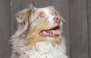 alter Australian Shepherd