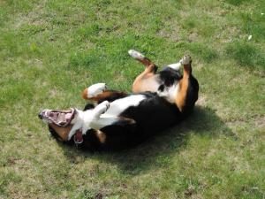 Appenzeller Sennenhund auf Rücken liegend